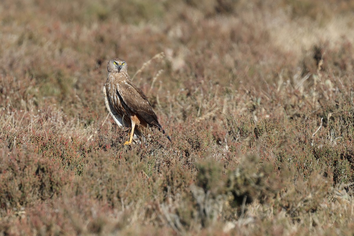 African Marsh Harrier - ML646520650