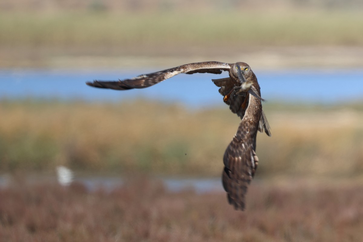 African Marsh Harrier - ML646520652