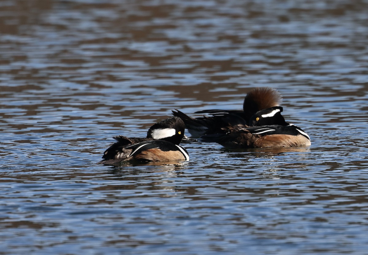 מרגון מקושט - ML646520653