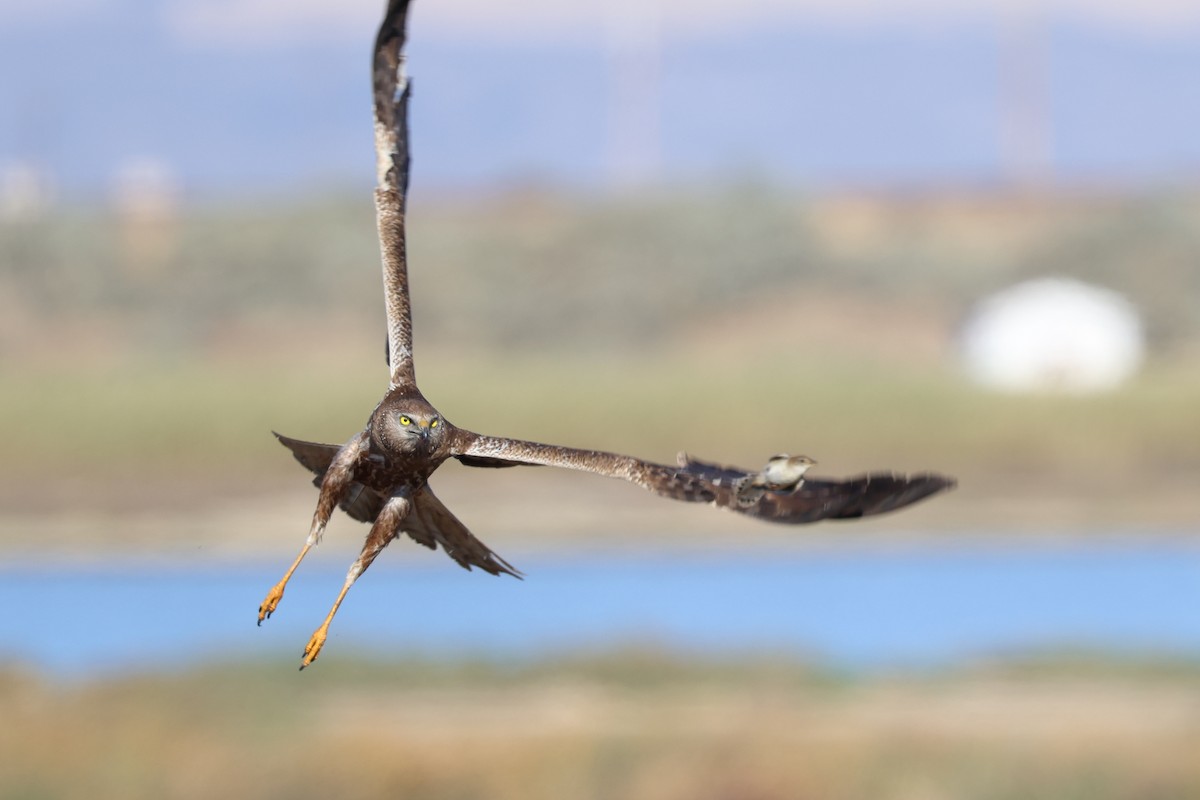 African Marsh Harrier - ML646520654