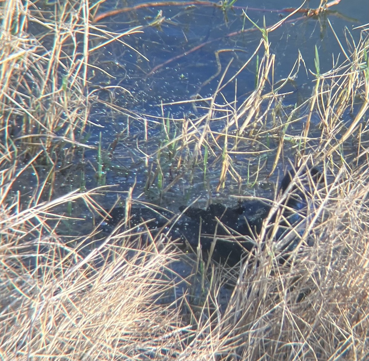 Boat-tailed Grackle - ML646520656