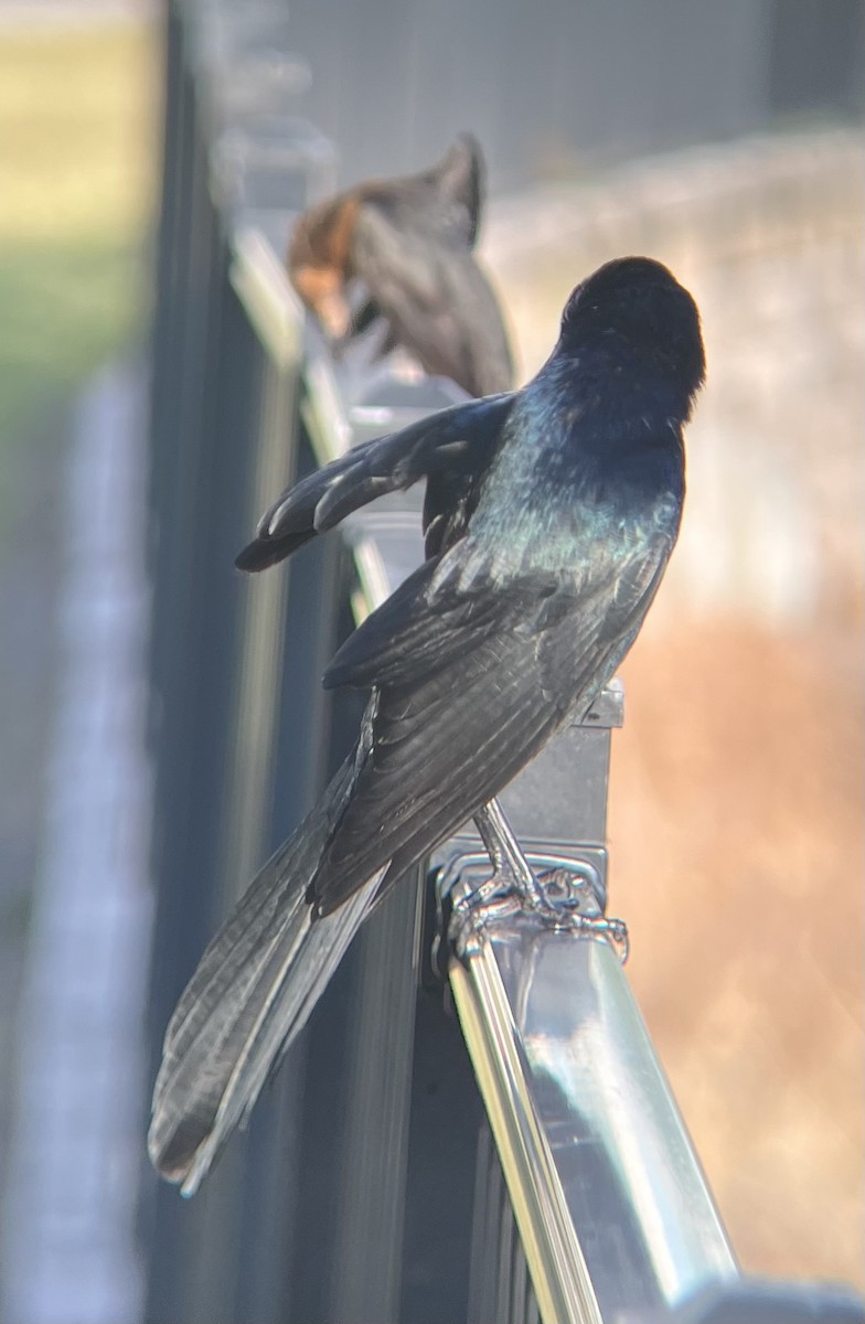 Boat-tailed Grackle - ML646520657