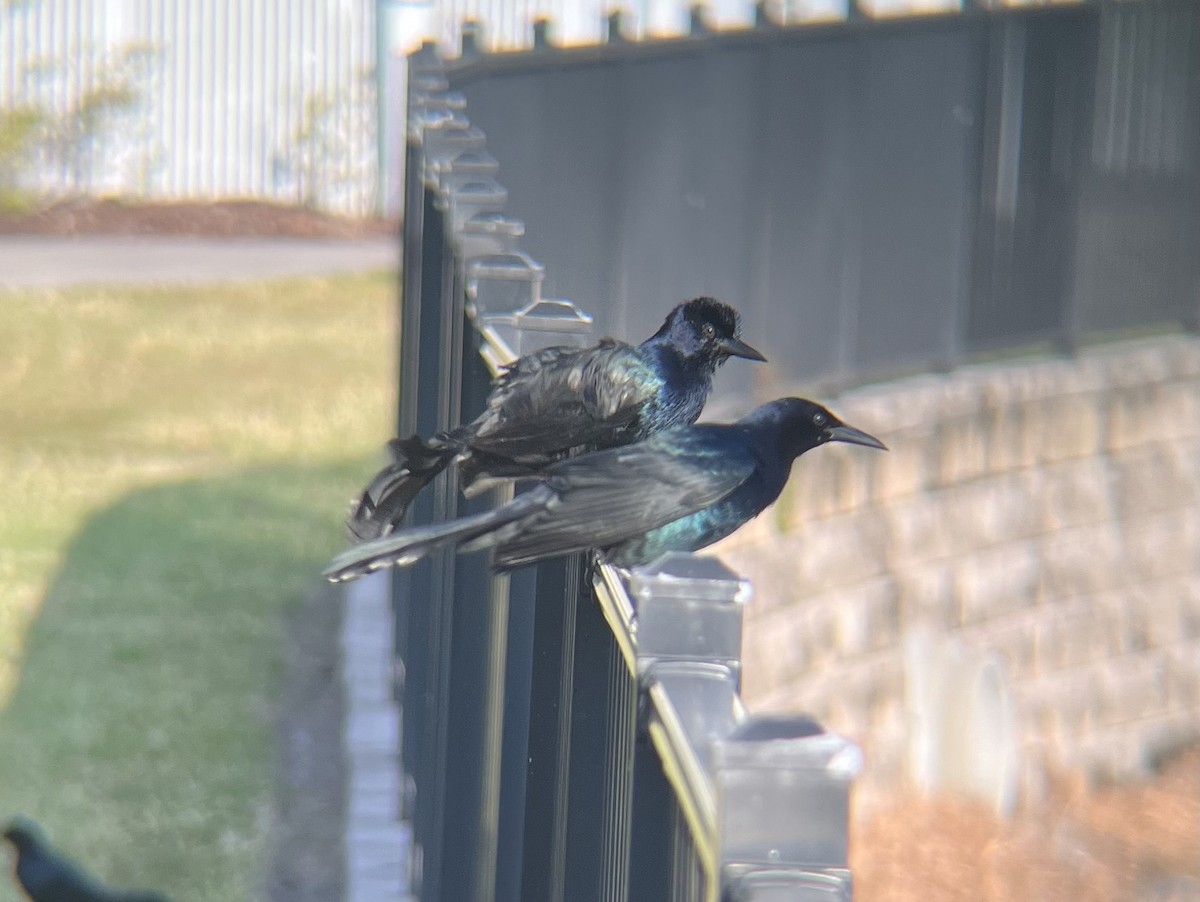 Boat-tailed Grackle - ML646520658