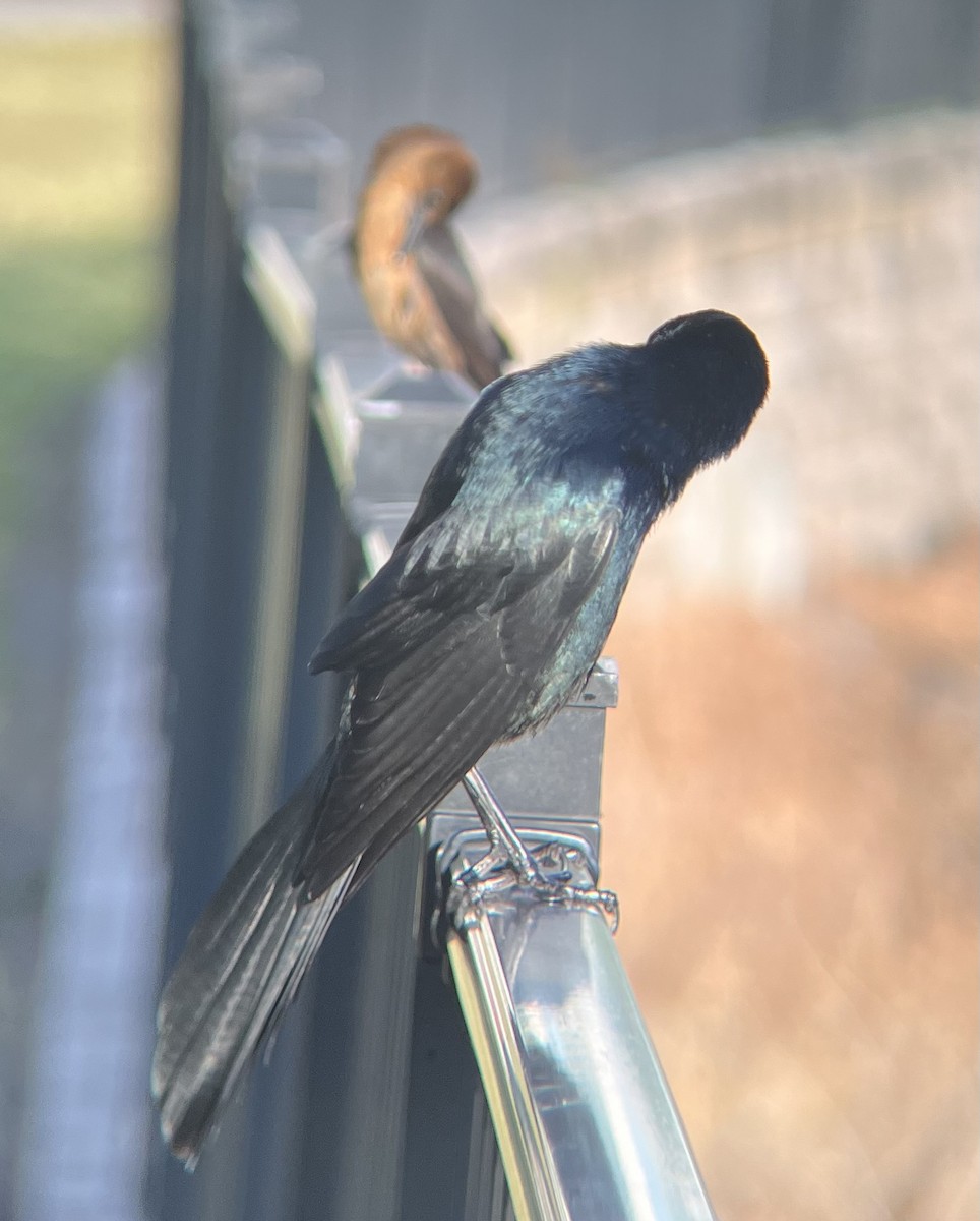 Boat-tailed Grackle - ML646520659