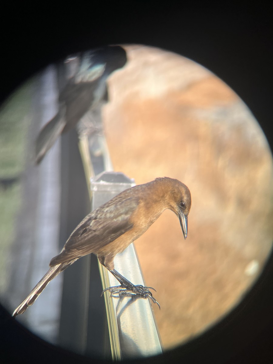 Boat-tailed Grackle - ML646520660