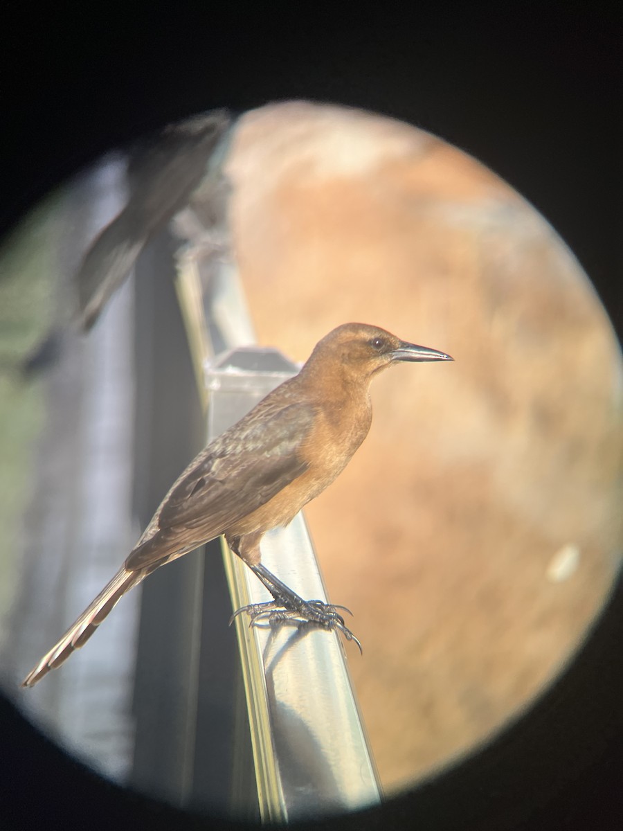 Boat-tailed Grackle - ML646520662