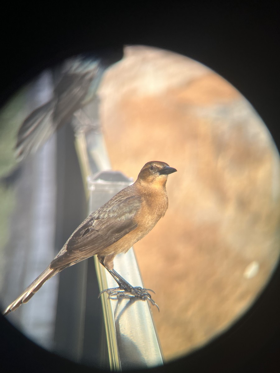 Boat-tailed Grackle - ML646520663