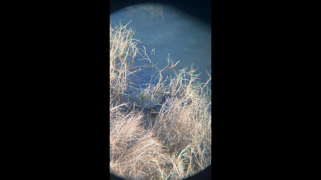 Boat-tailed Grackle - ML646520665