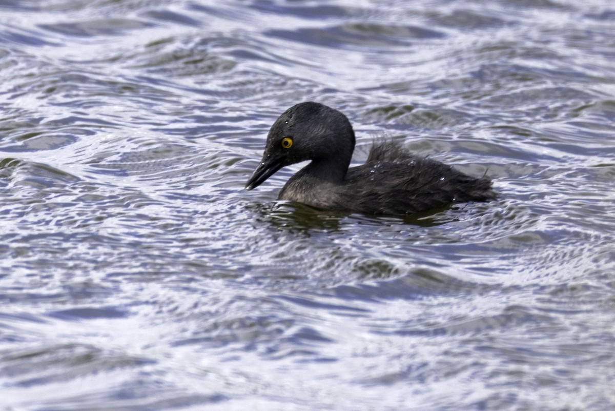 Least Grebe - ML646520670