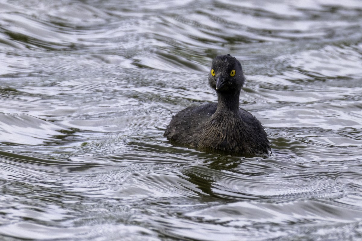 Least Grebe - ML646520671