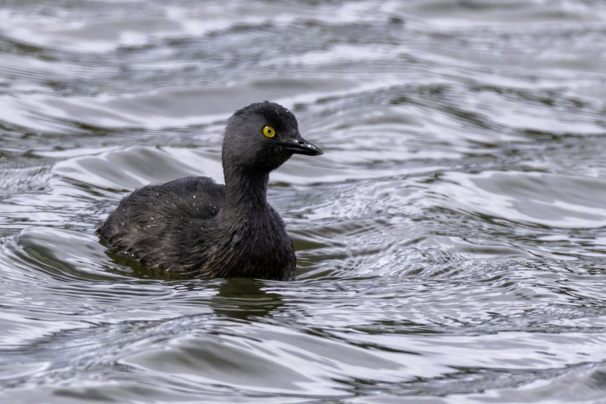 Least Grebe - ML646520672