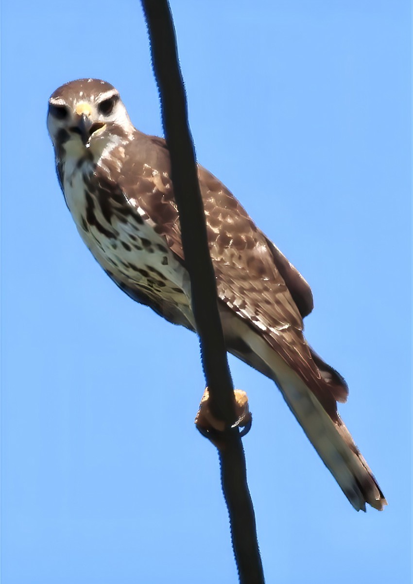 Gray Hawk - ML646520673