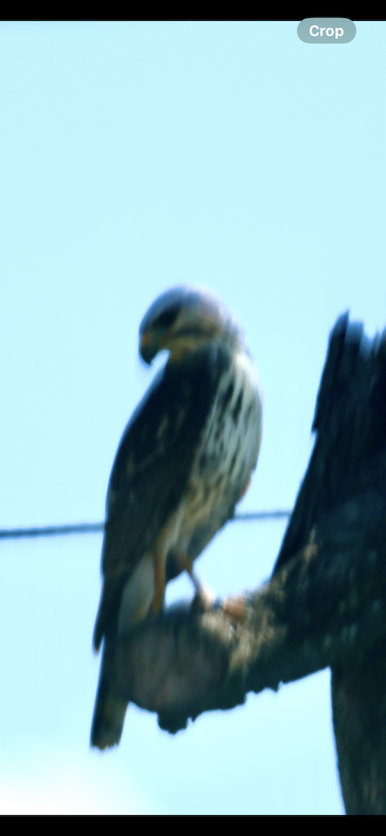 Gray Hawk - ML646520674