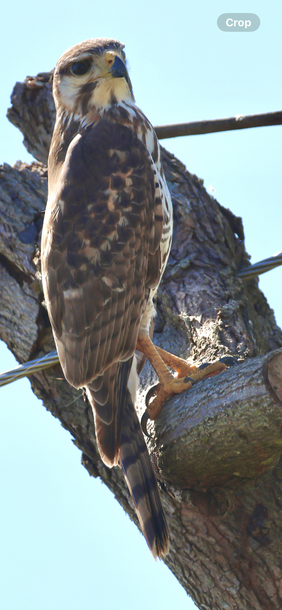 Gray Hawk - ML646520675
