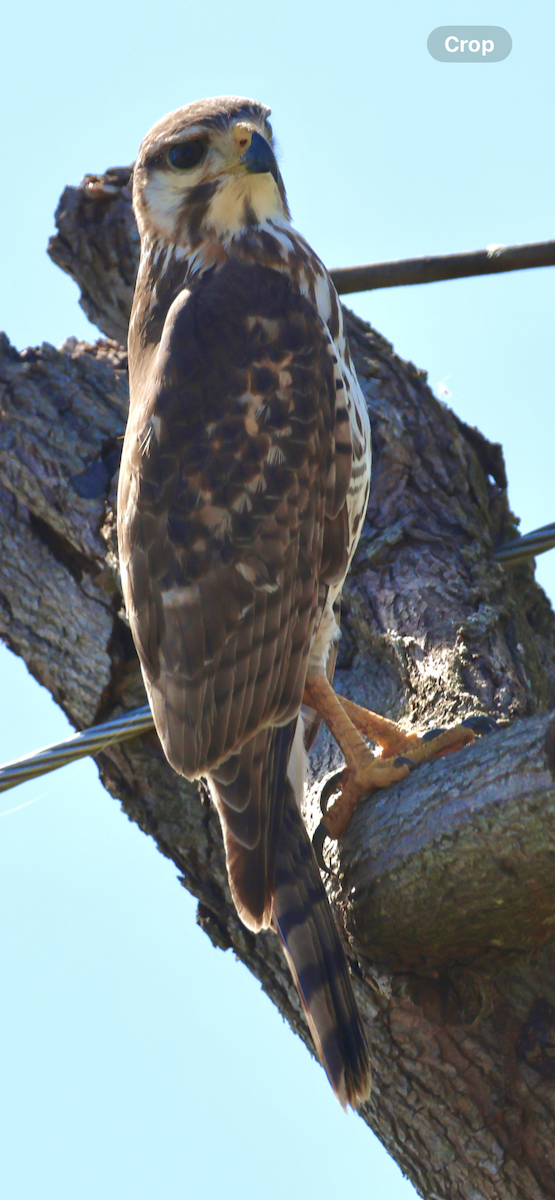 Gray Hawk - ML646520676