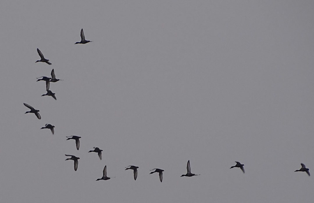 Pato Picazo - ML646520681