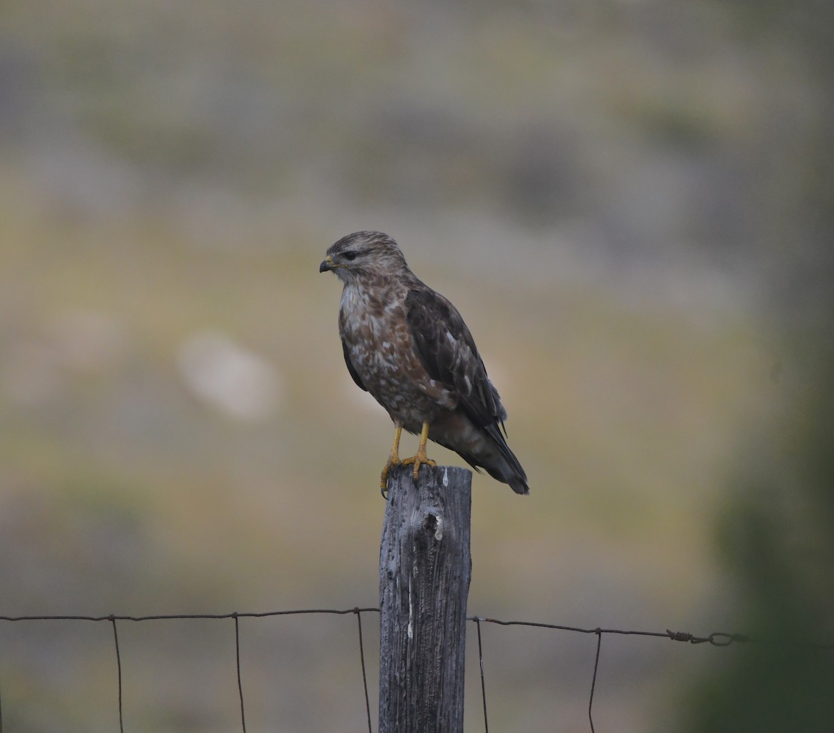 歐亞鵟(vulpinus/menetriesi) - ML646520683