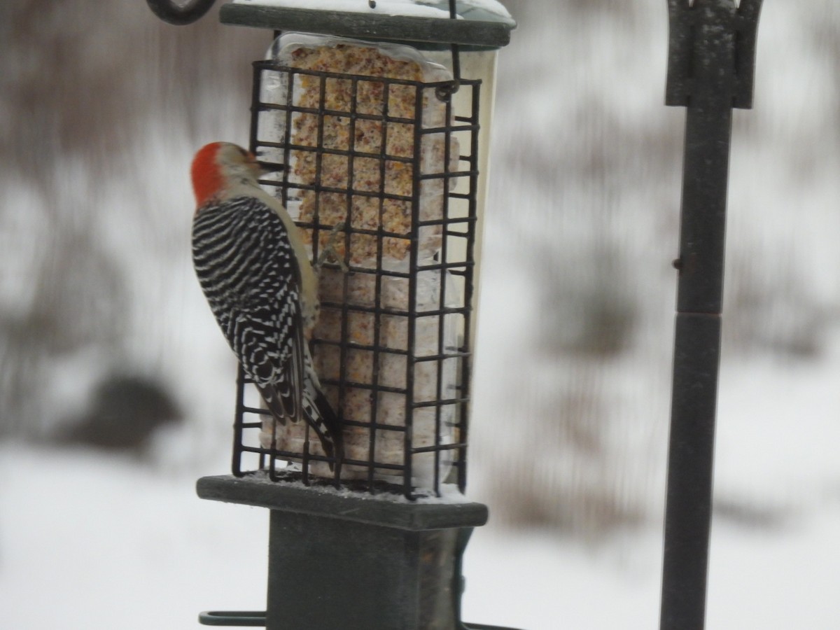Red-bellied Woodpecker - ML646520684