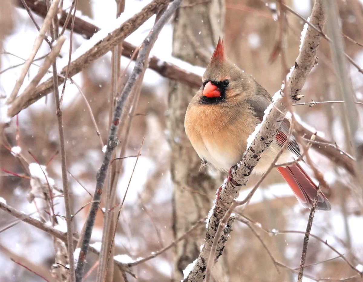 ショウジョウコウカンチョウ - ML646520688