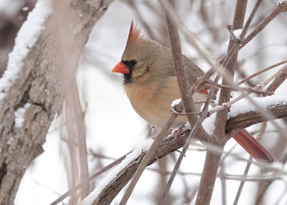 ショウジョウコウカンチョウ - ML646520691