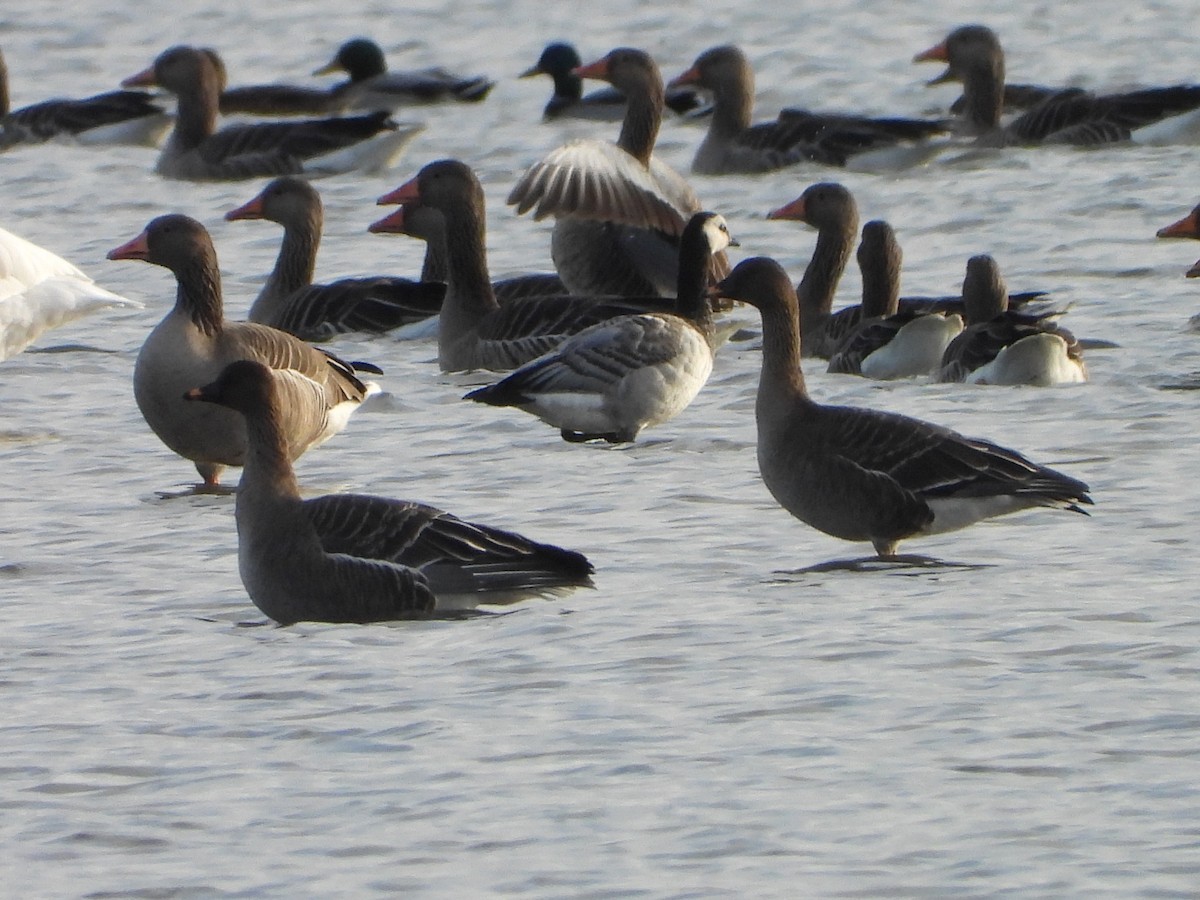 berneška bělolící - ML646520692