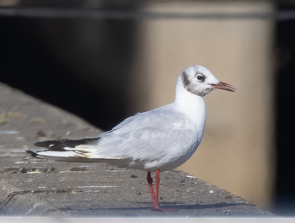 Black-headed Gull - ML646520693