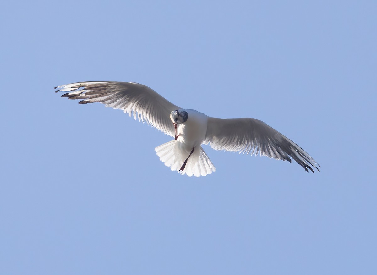 Black-headed Gull - ML646520694