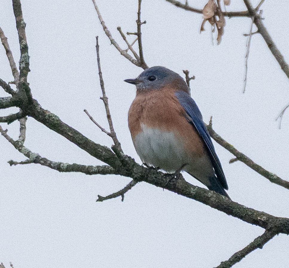Eastern Bluebird - ML646520695