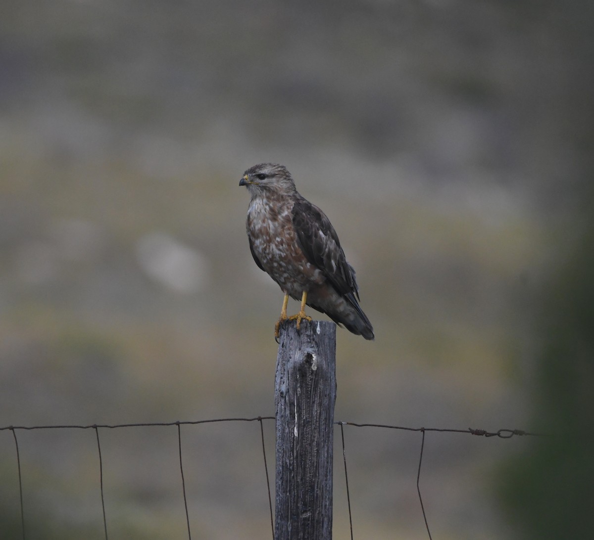 歐亞鵟(vulpinus/menetriesi) - ML646520696