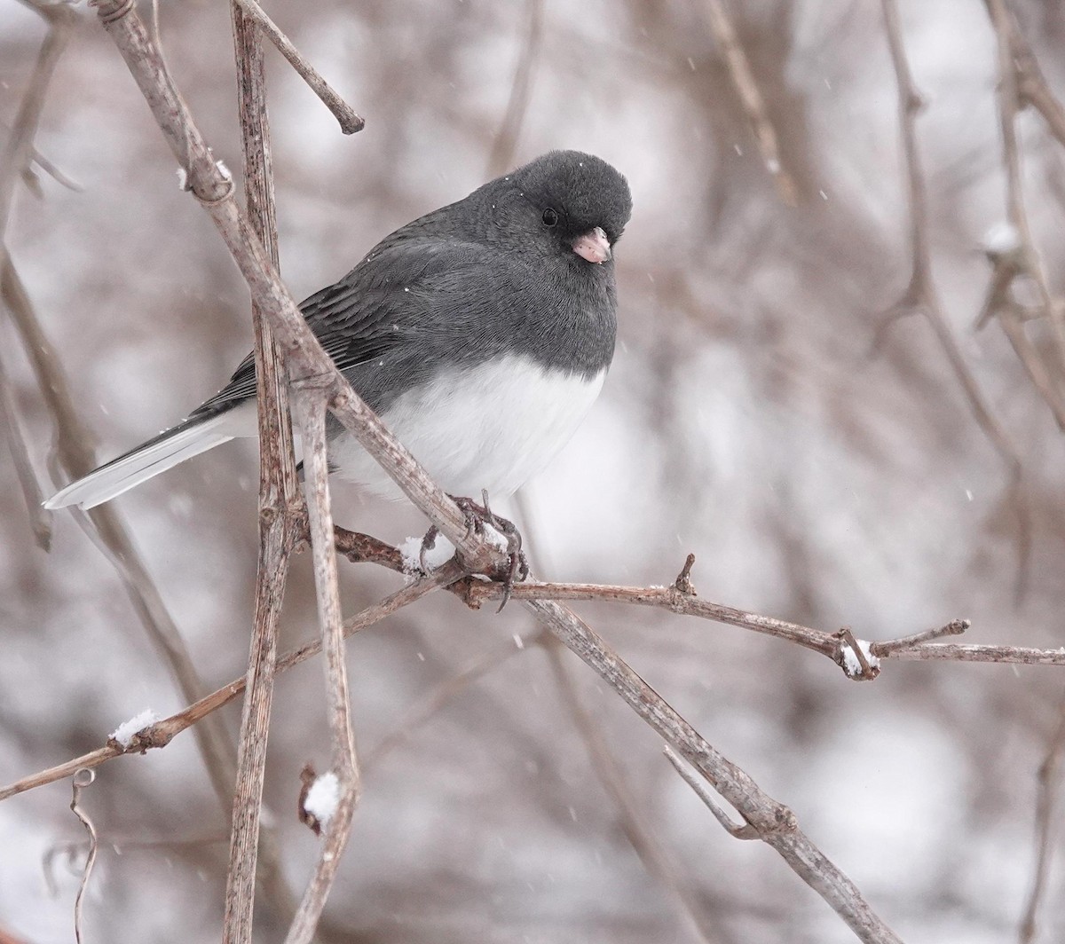 ユキヒメドリ - ML646520697