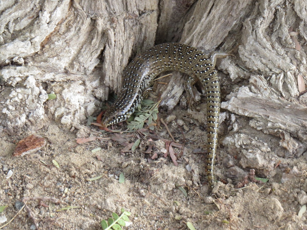 Ocellated Bronze Skink - ML646520699