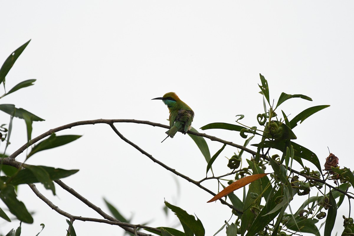 Asian Green Bee-eater - ML646520701