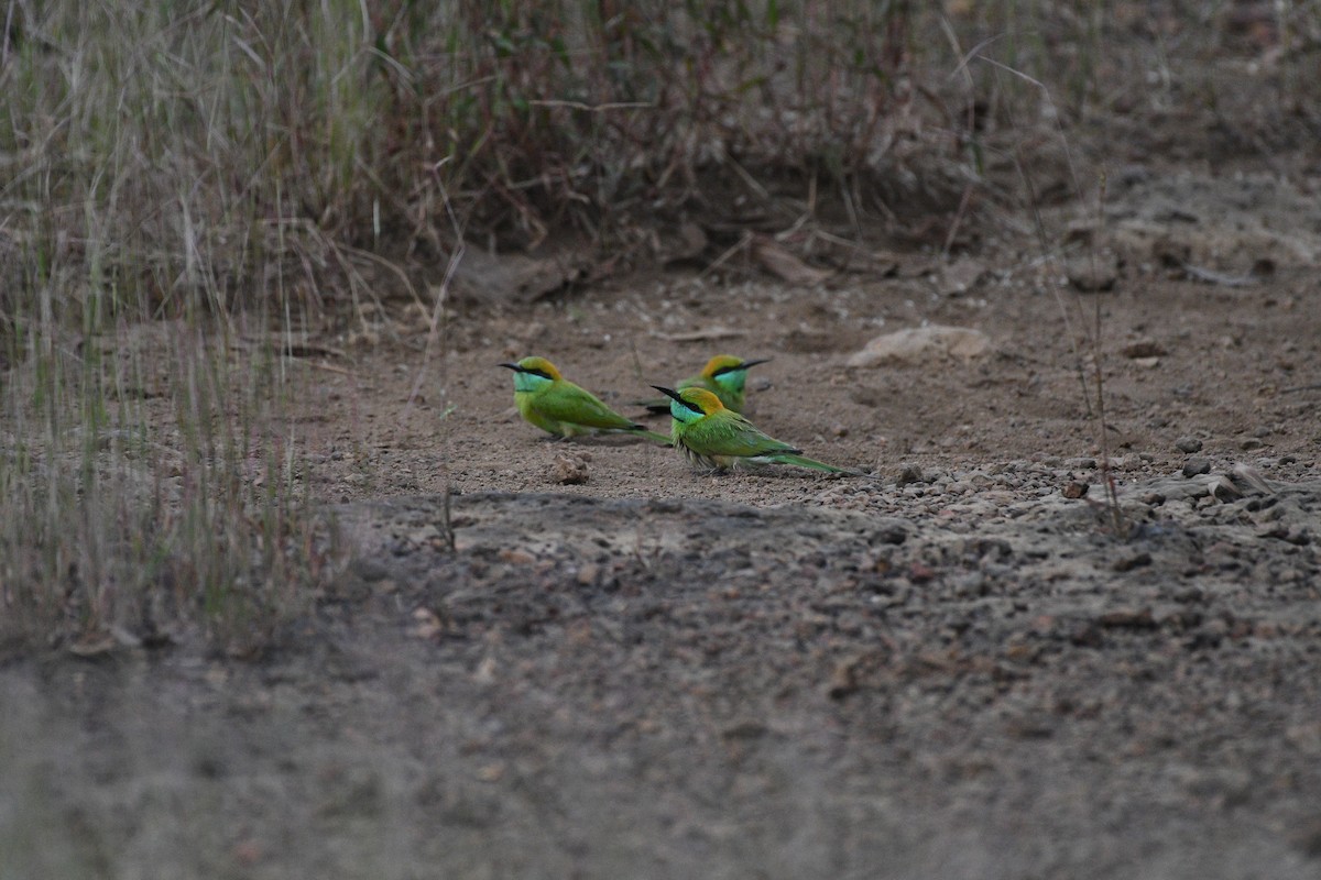 Asian Green Bee-eater - ML646520702
