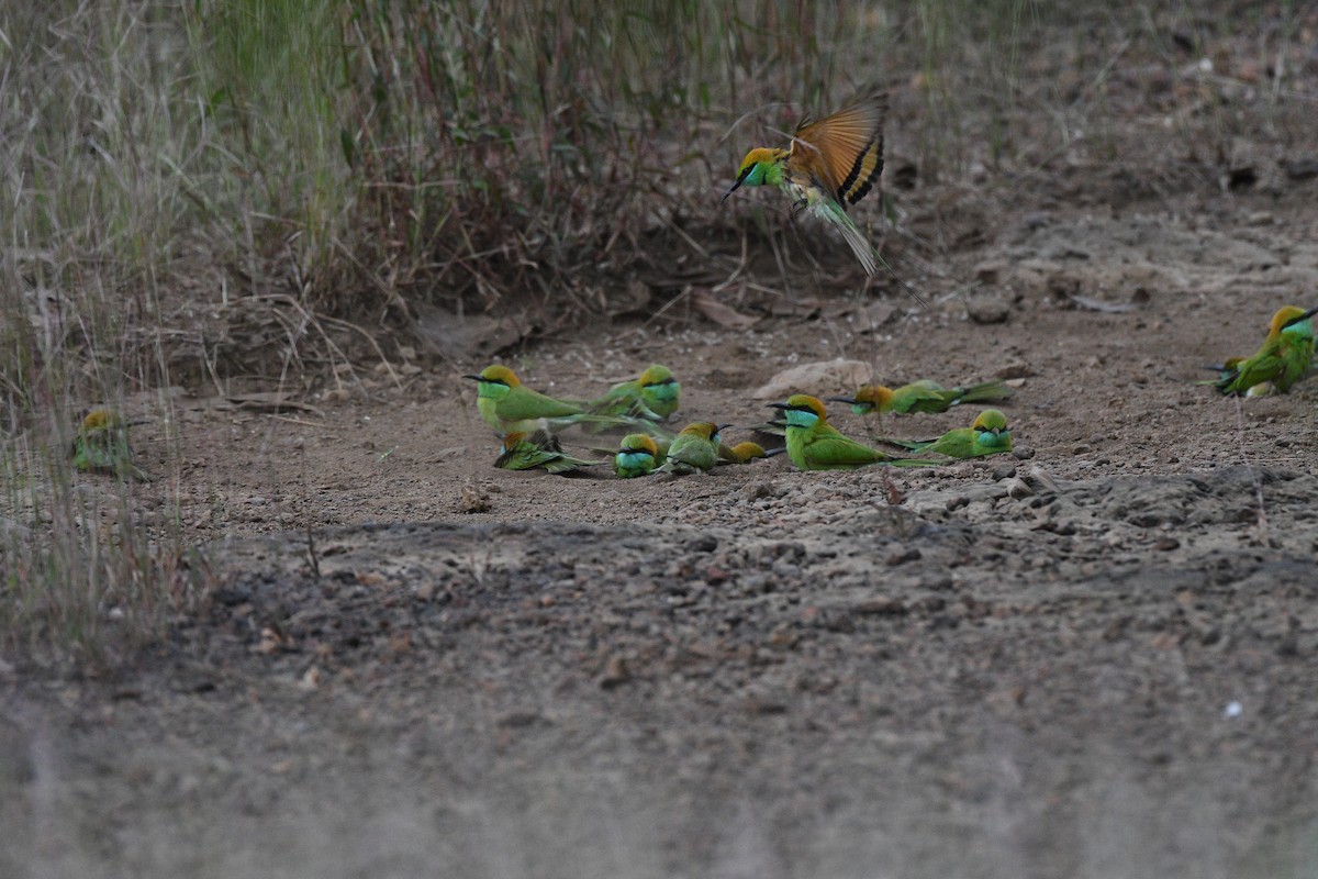 Asian Green Bee-eater - ML646520703