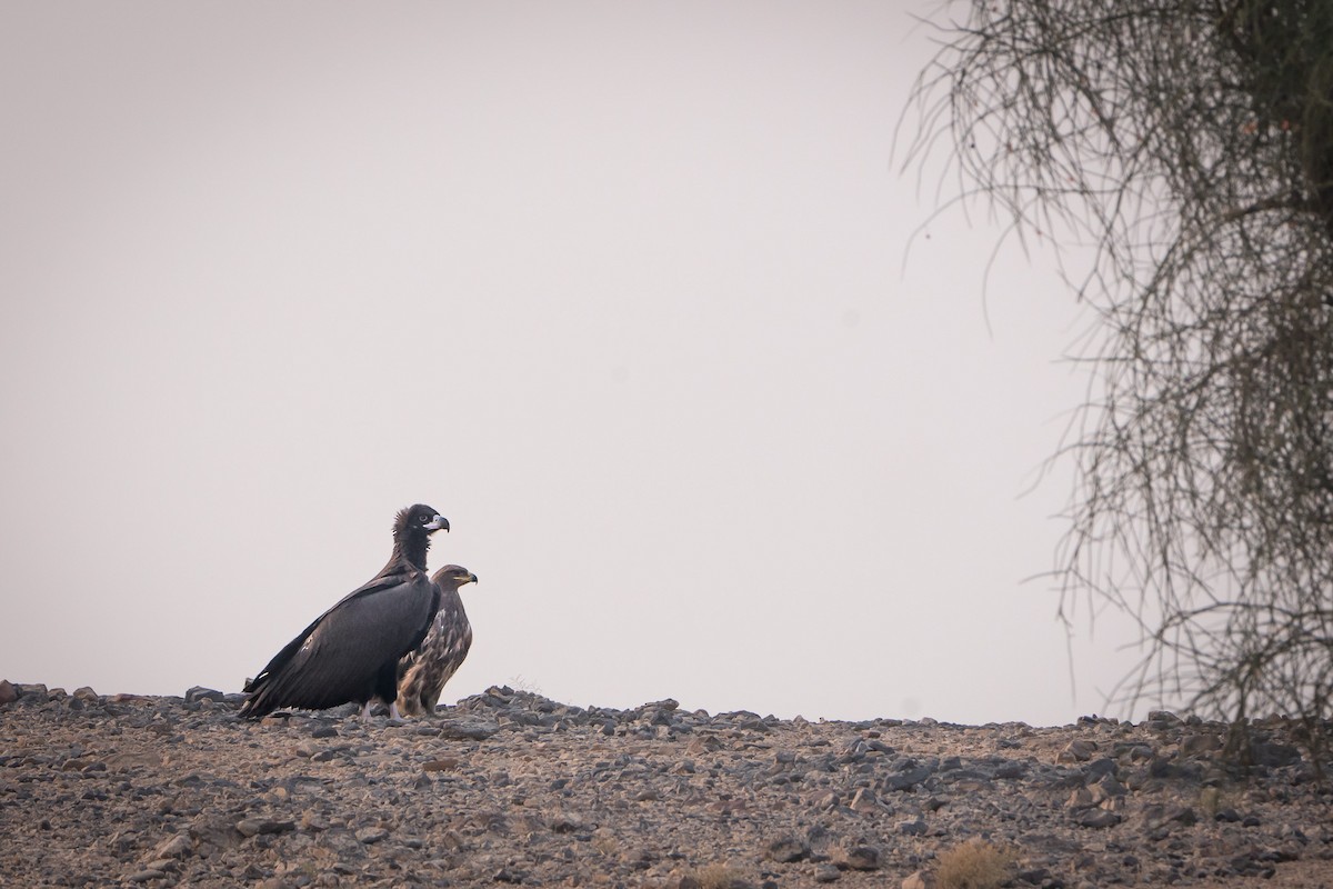 sup hnědý - ML646520709