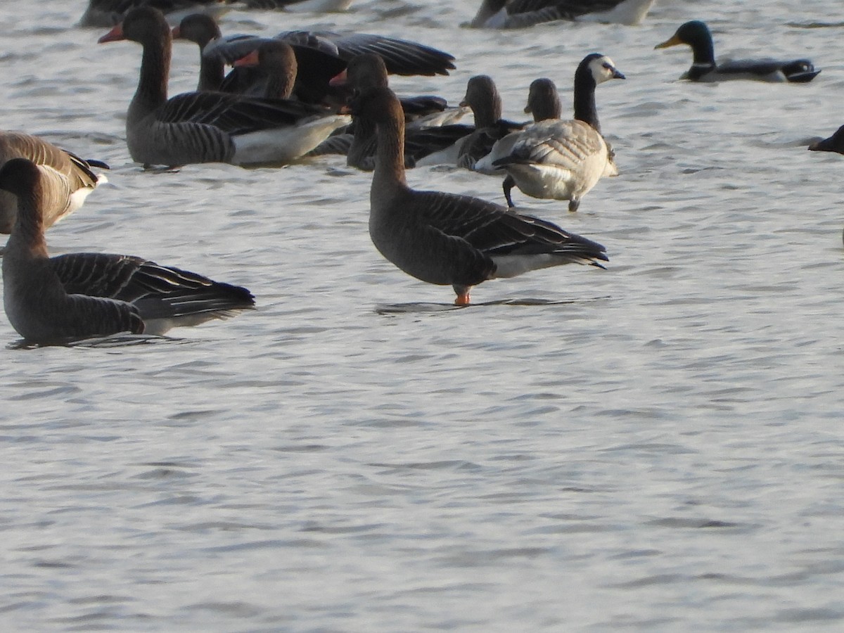 berneška bělolící - ML646520710