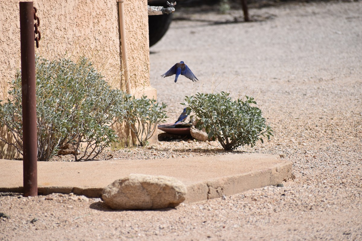 Western Bluebird - ML646520711
