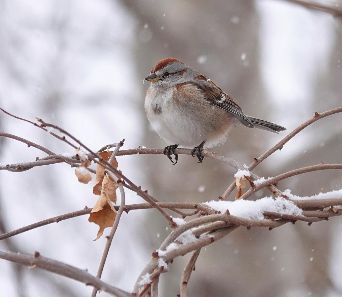 ムナフヒメドリ - ML646520712