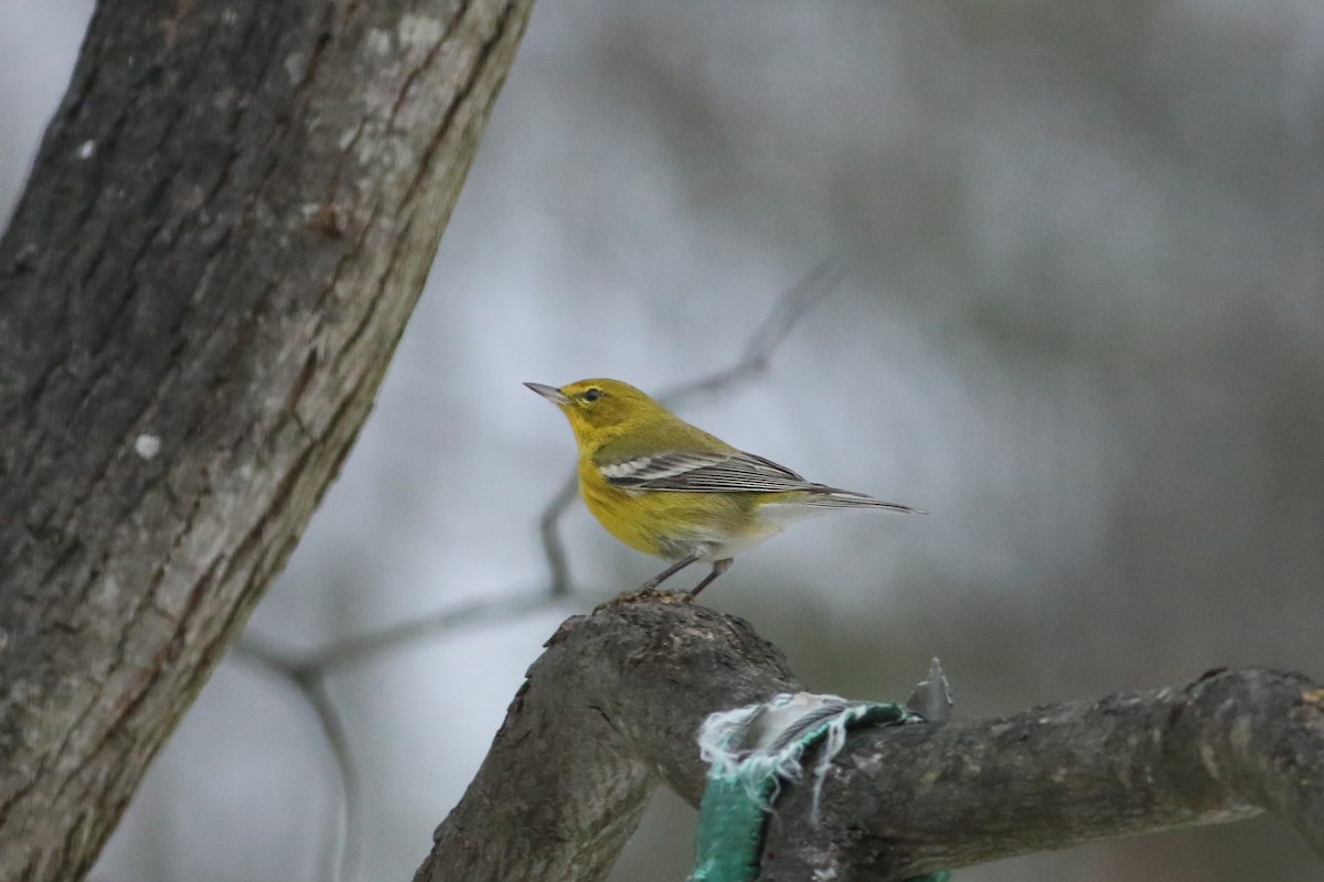 Pine Warbler - ML646520714