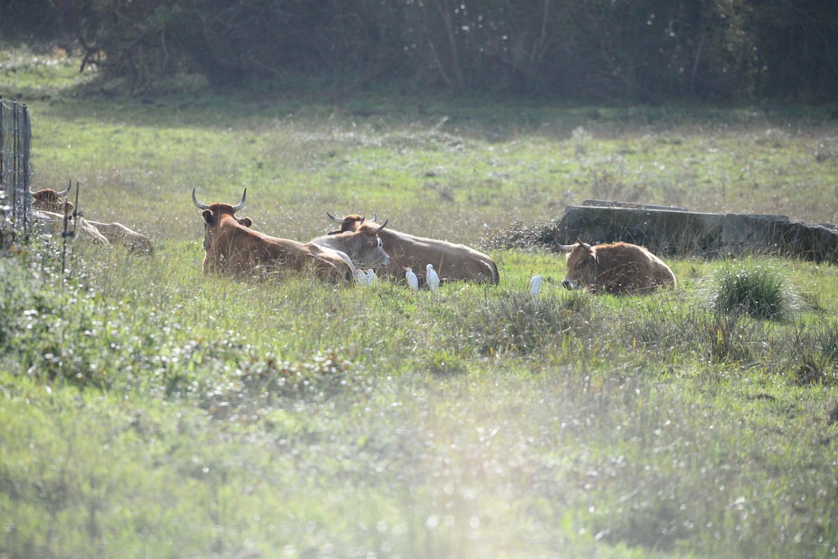 Airone guardabuoi - ML646520716