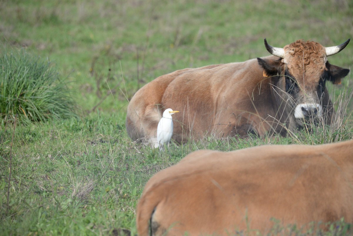 Airone guardabuoi - ML646520718