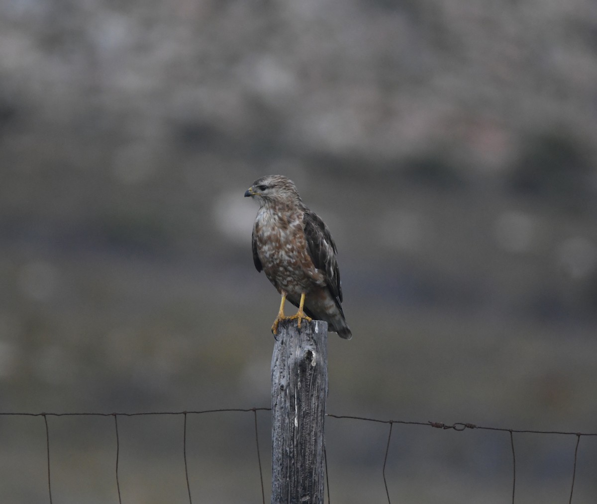 歐亞鵟(vulpinus/menetriesi) - ML646520719