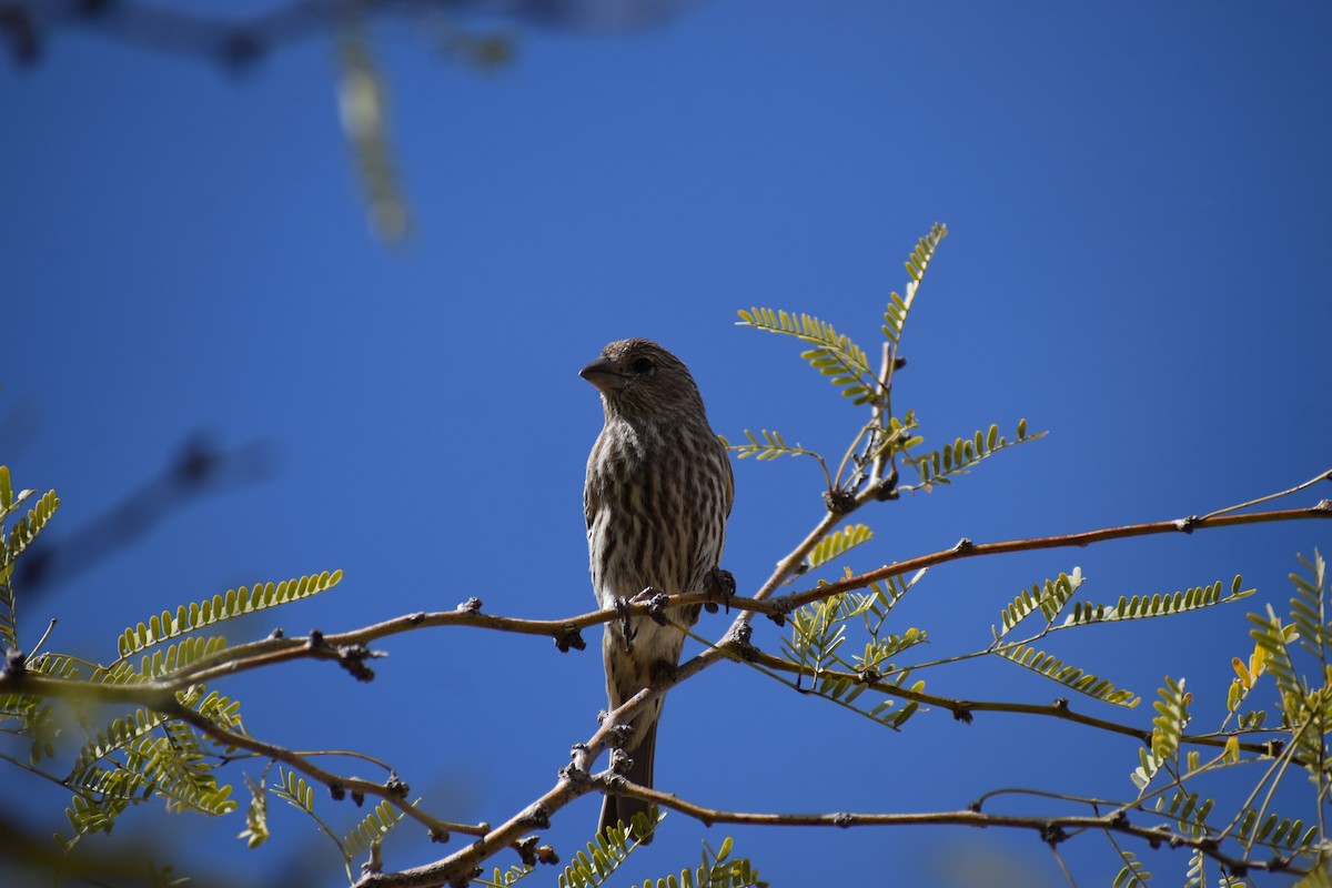 House Finch - ML646520720