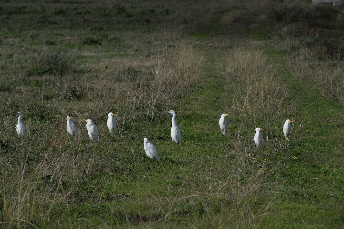 Airone guardabuoi - ML646520721