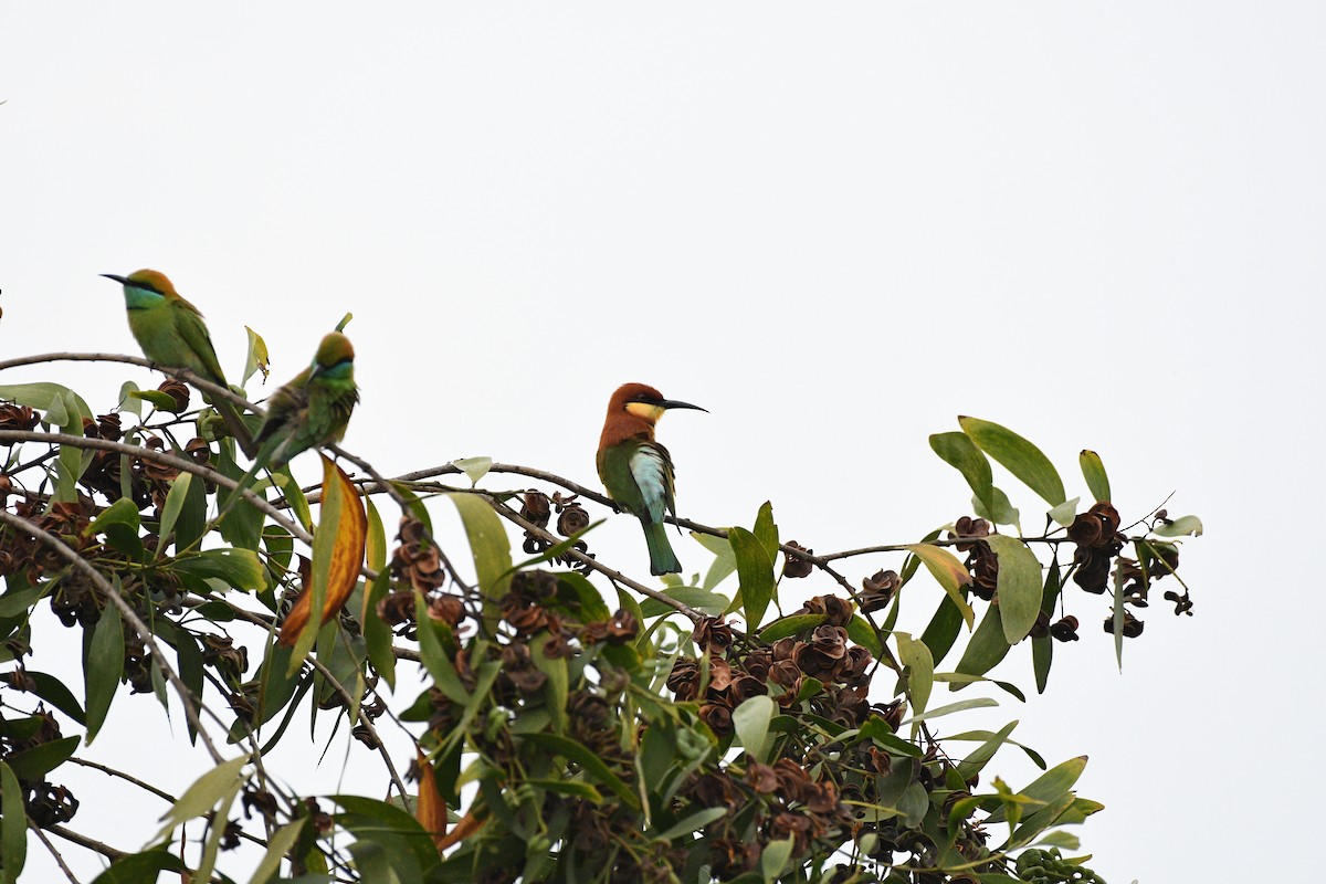Chestnut-headed Bee-eater - ML646520733