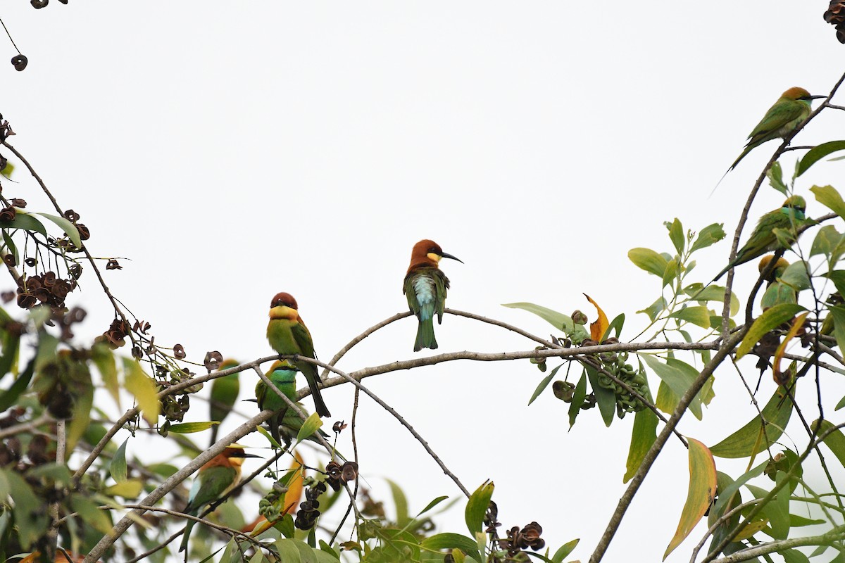 Chestnut-headed Bee-eater - ML646520734