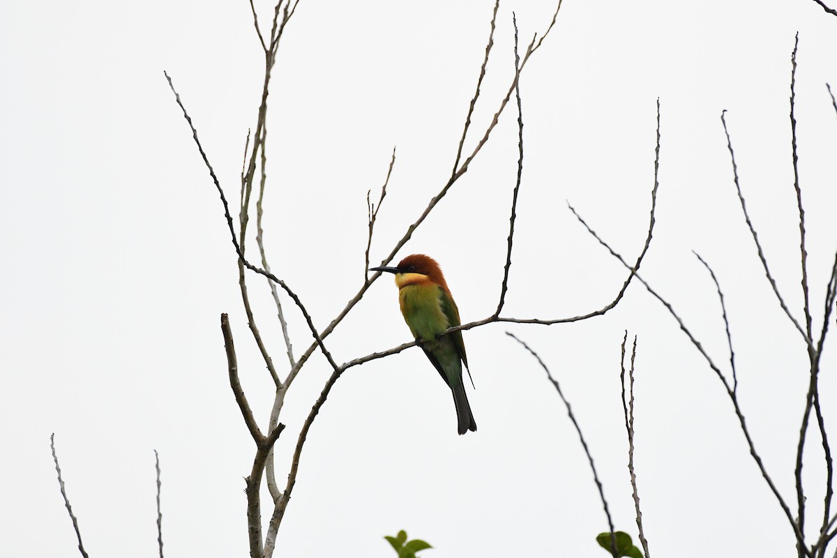 Chestnut-headed Bee-eater - ML646520735