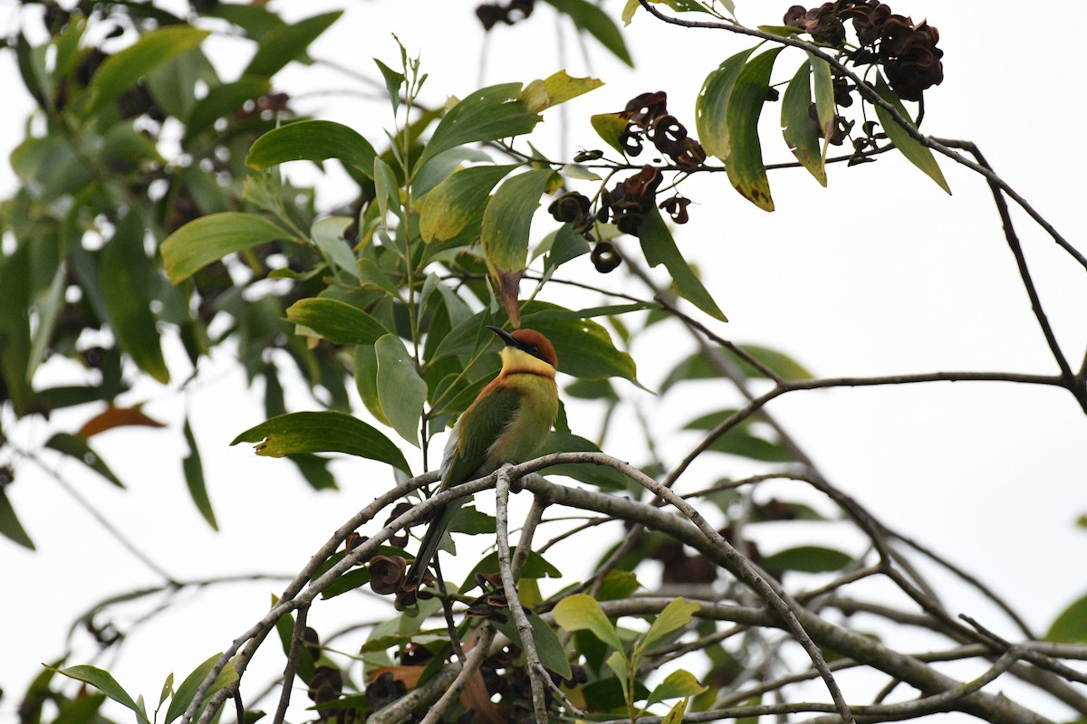 Chestnut-headed Bee-eater - ML646520736