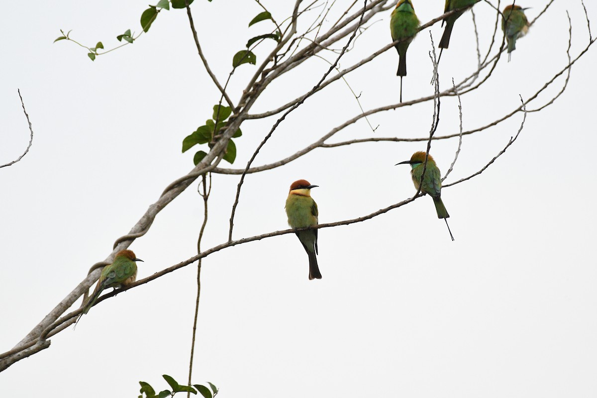 Chestnut-headed Bee-eater - ML646520737