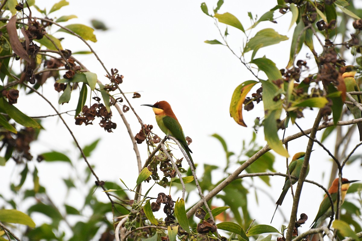 Chestnut-headed Bee-eater - ML646520738